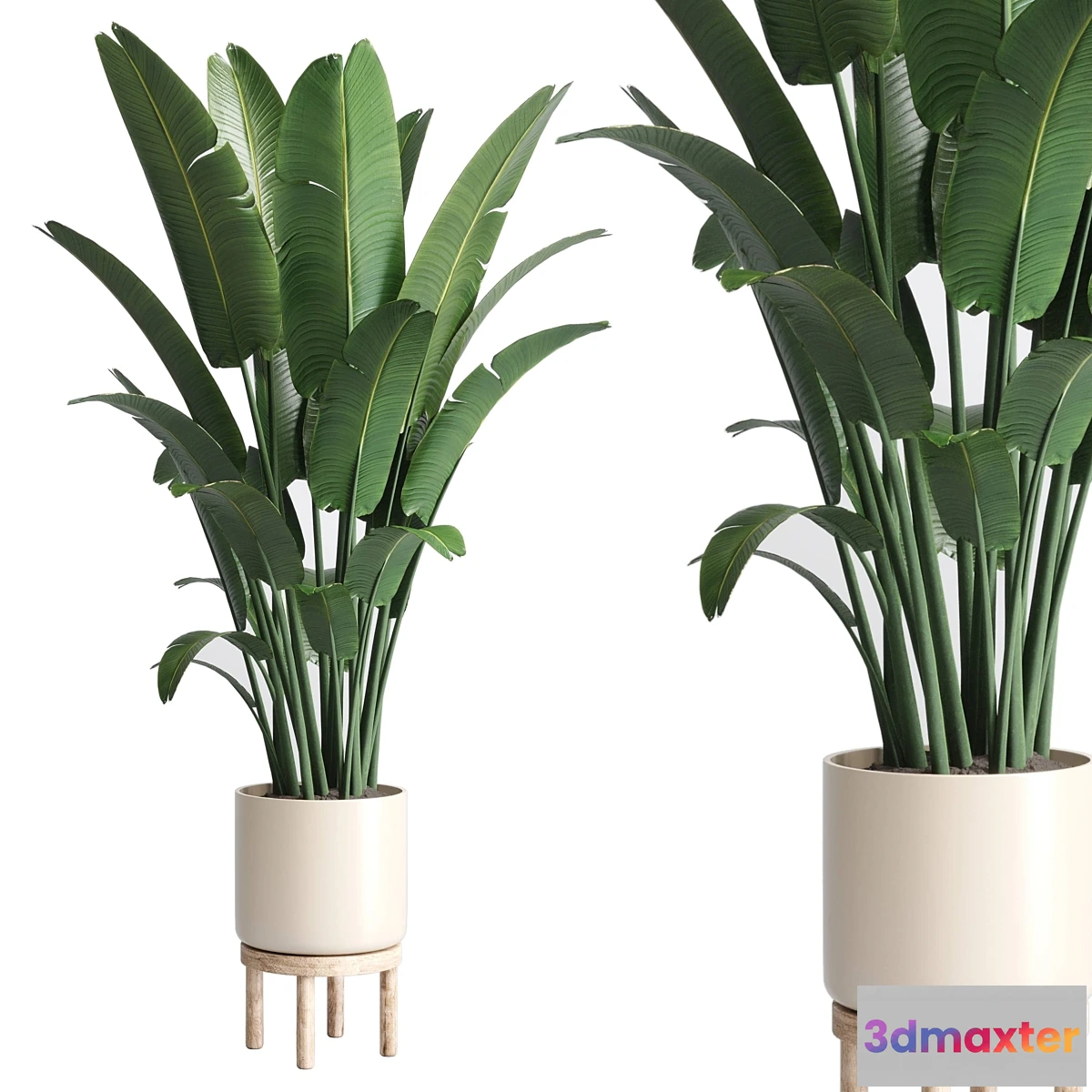 713802 - Indoor plant 137 vase wood pot plant ravenala - No.2