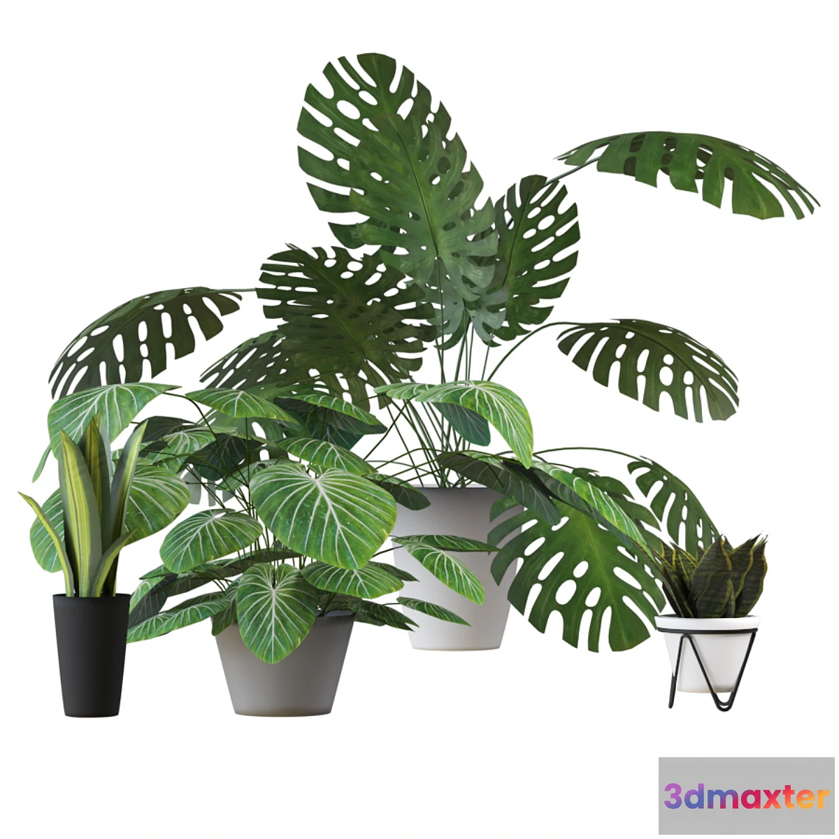 713816 - Houseplants set 2 - No.2