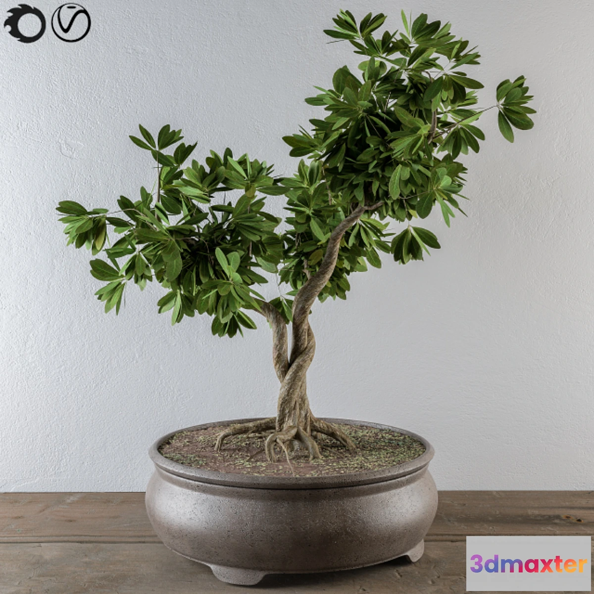 713820 - Bonsai broadleaf tree - No.2