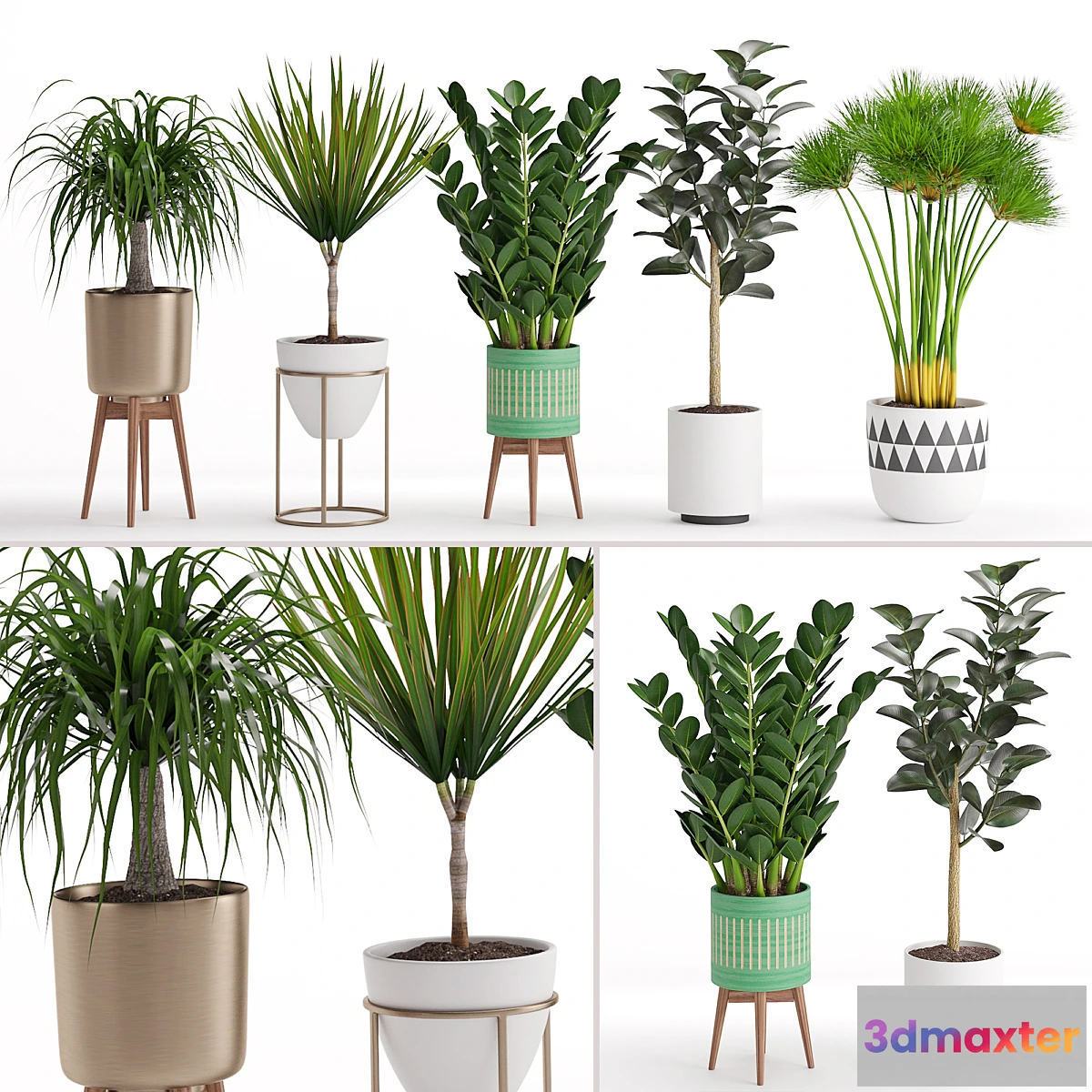 713848 - Houseplant 29 - No.3