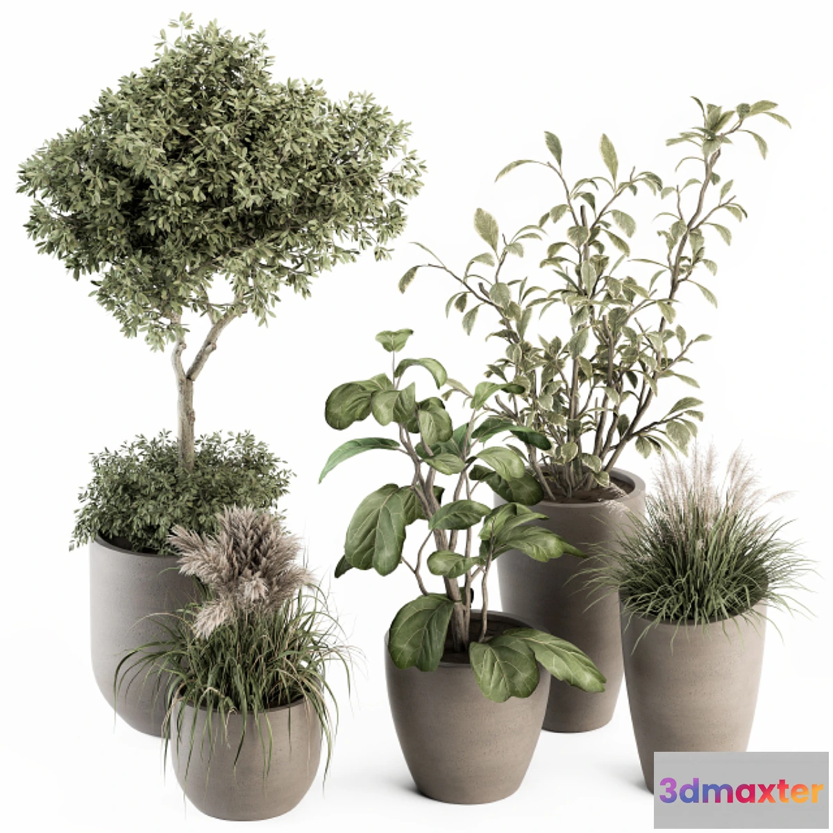 713868 - indoor Plant Set 264 - Plant Set in pot - No.2