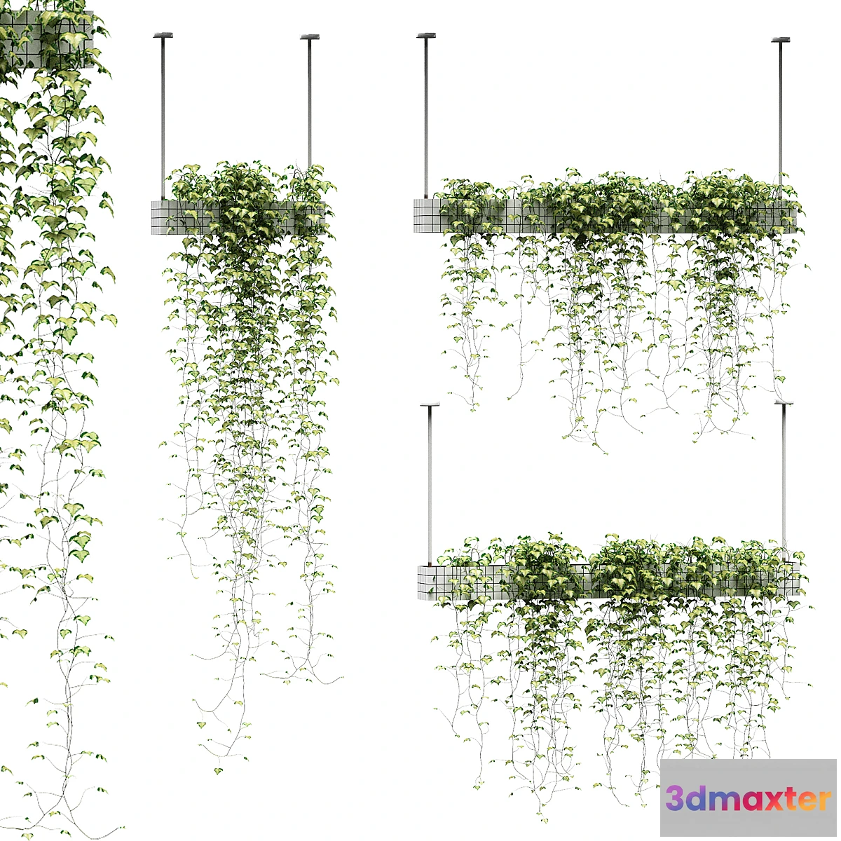 713880 - Ivy in hanging pots. 3 models - No.2