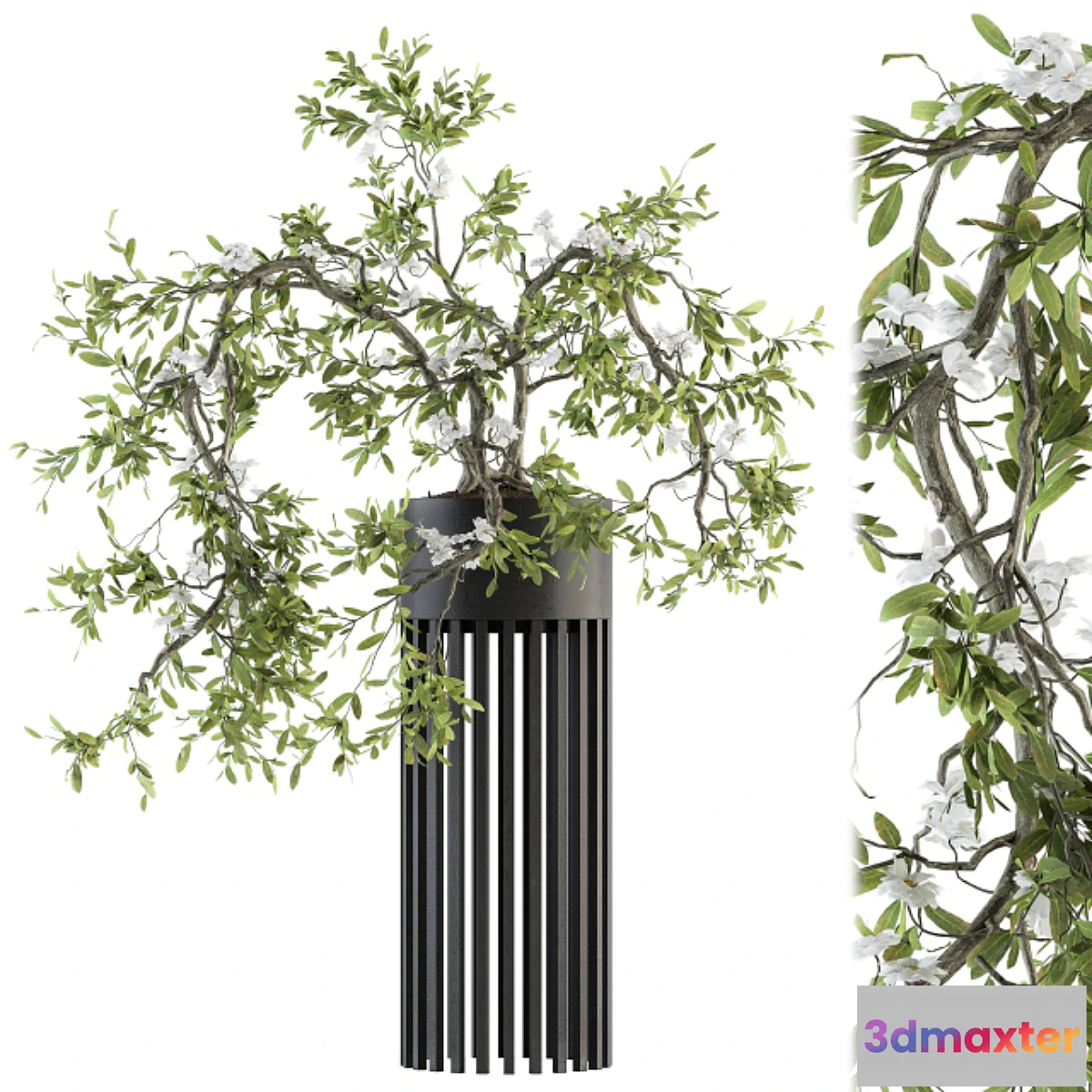 713892 - indoor Plant Set 198 - Bonsai in pot - No.2