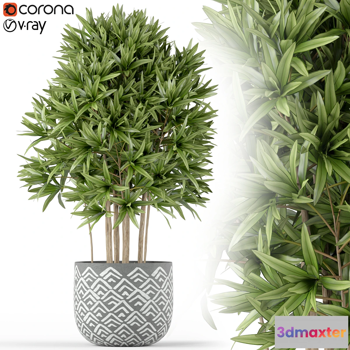 713910 - Plants collection 224 - No.2