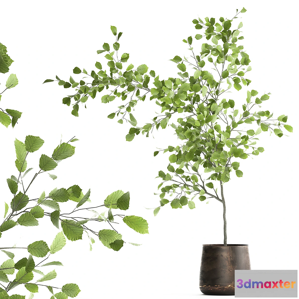 713922 - Decorative small Linden tree Hazel in a rusty metal pot. Set 953. - No.2