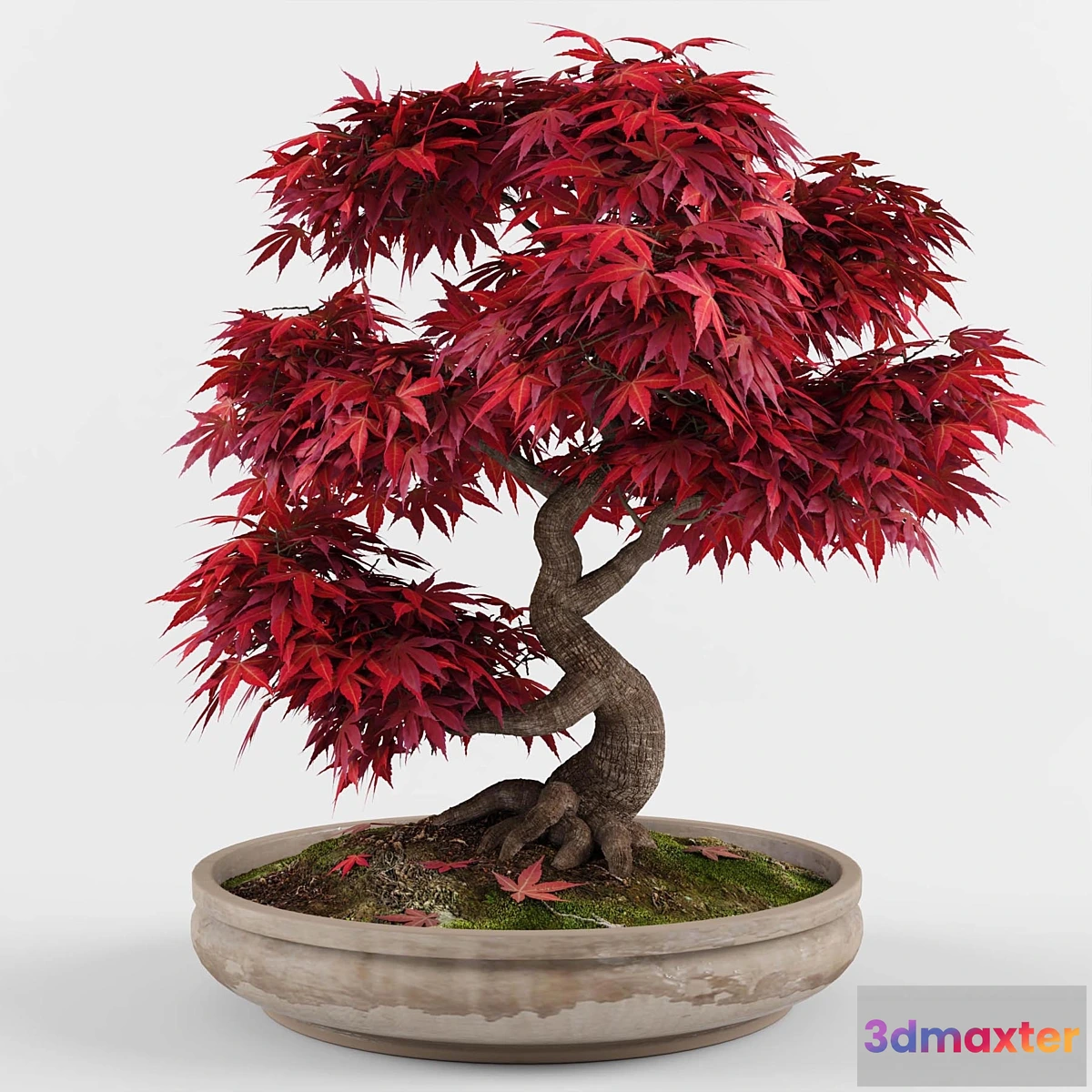 713924 - Bonsai japanese maple decorative tree - No.2