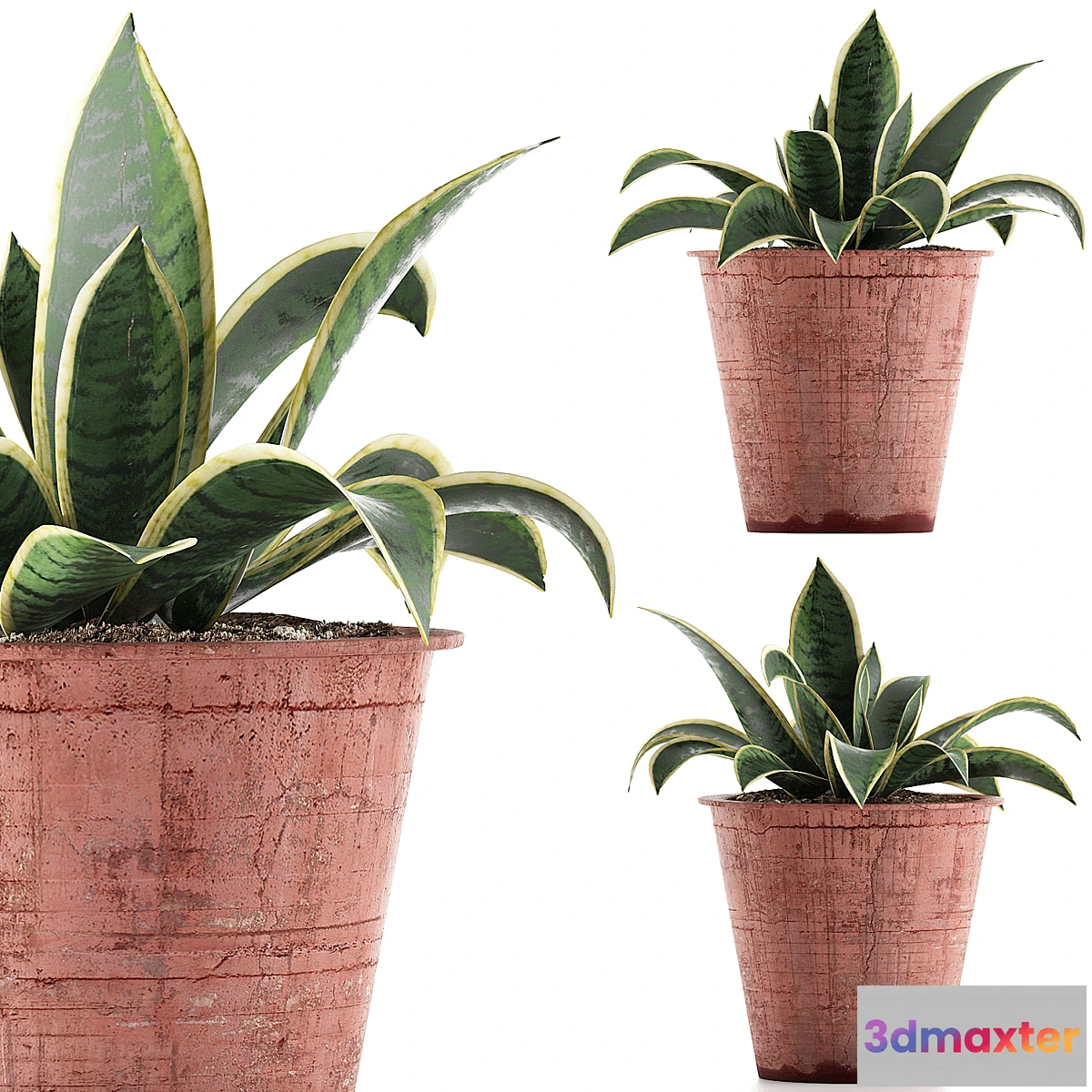 713976 - Plant collection 105 Agave - No.2