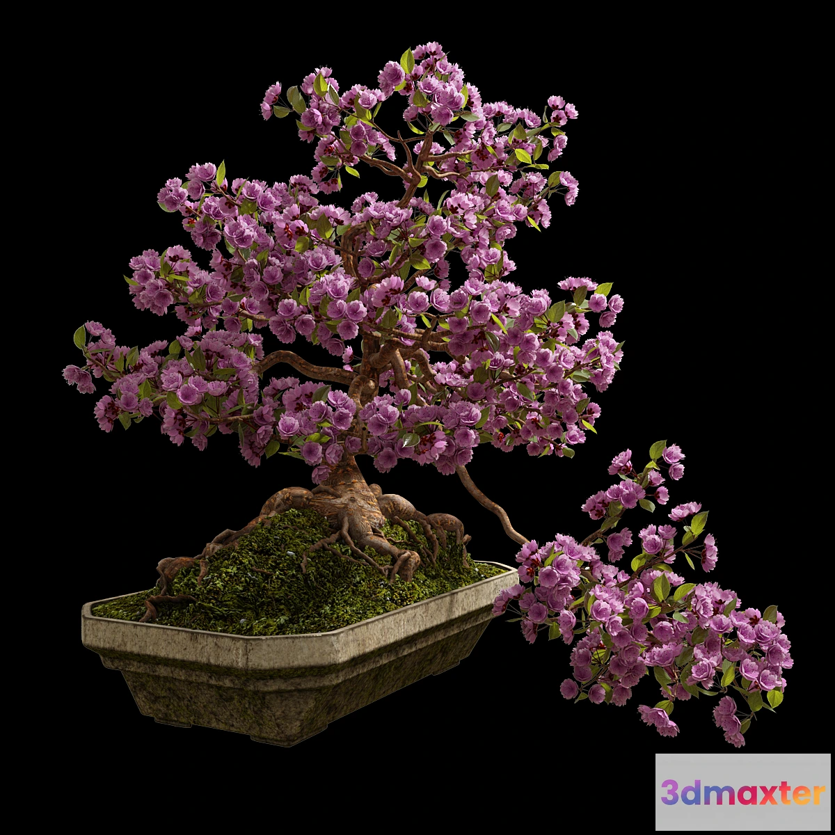 714044 - Bonsai Sakura - No.2
