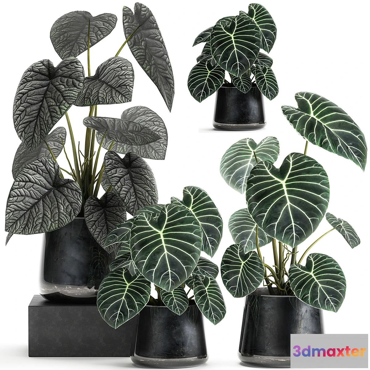 714088 - A collection of beautiful small exotic flowers in black metal pots Anthurium crystal. Set 885 - No.2