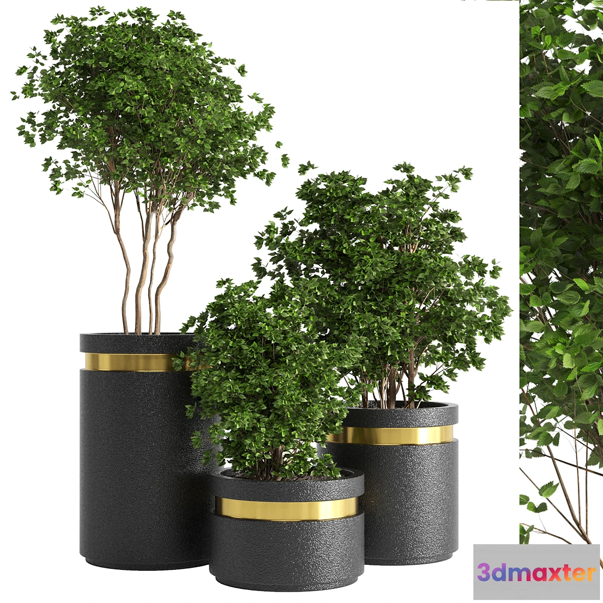 714110 - indoor plant 05 - No.2