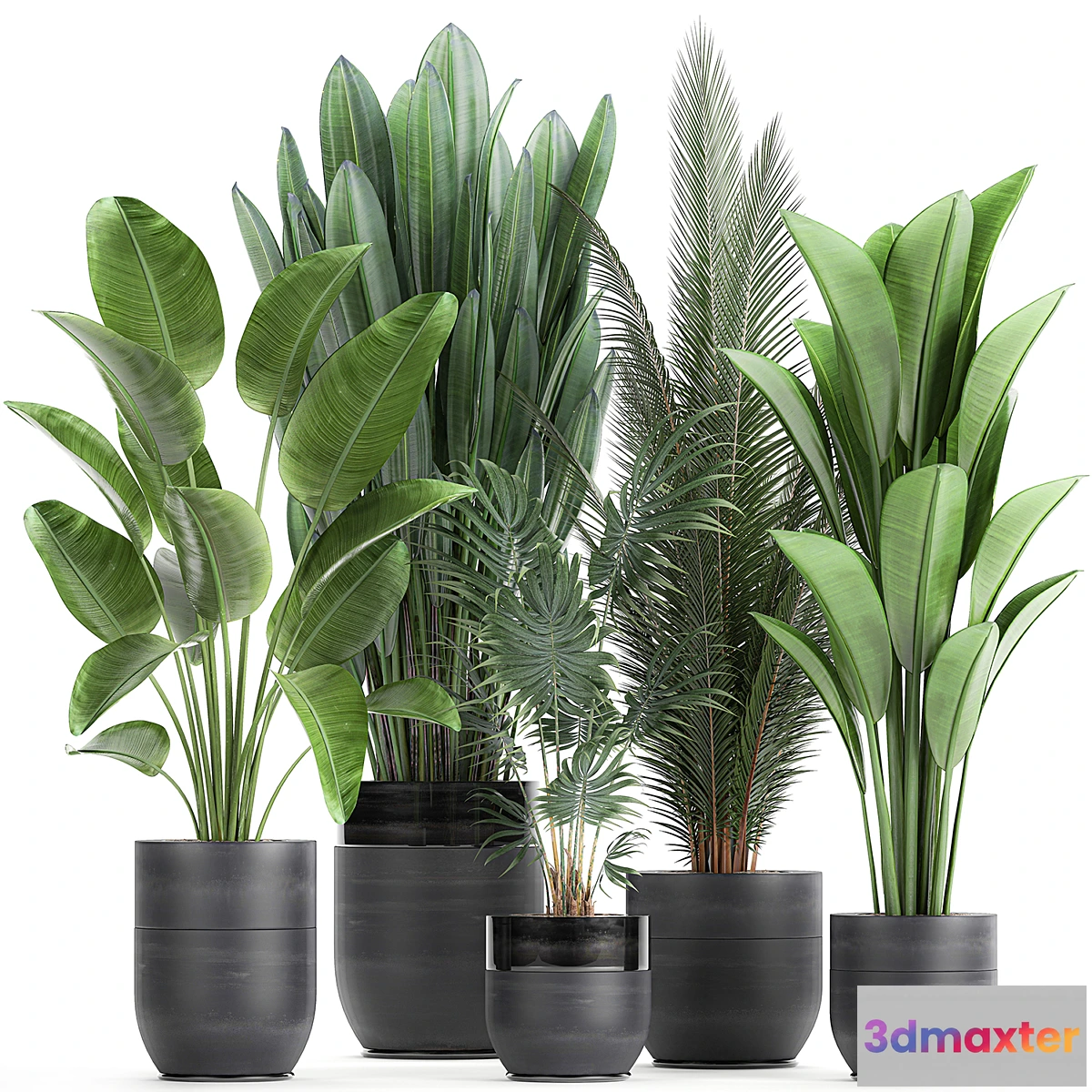 714132 - Collection of small plants in black pots with Strelitzia banana coconut palm hovea. Set 726. - No.2