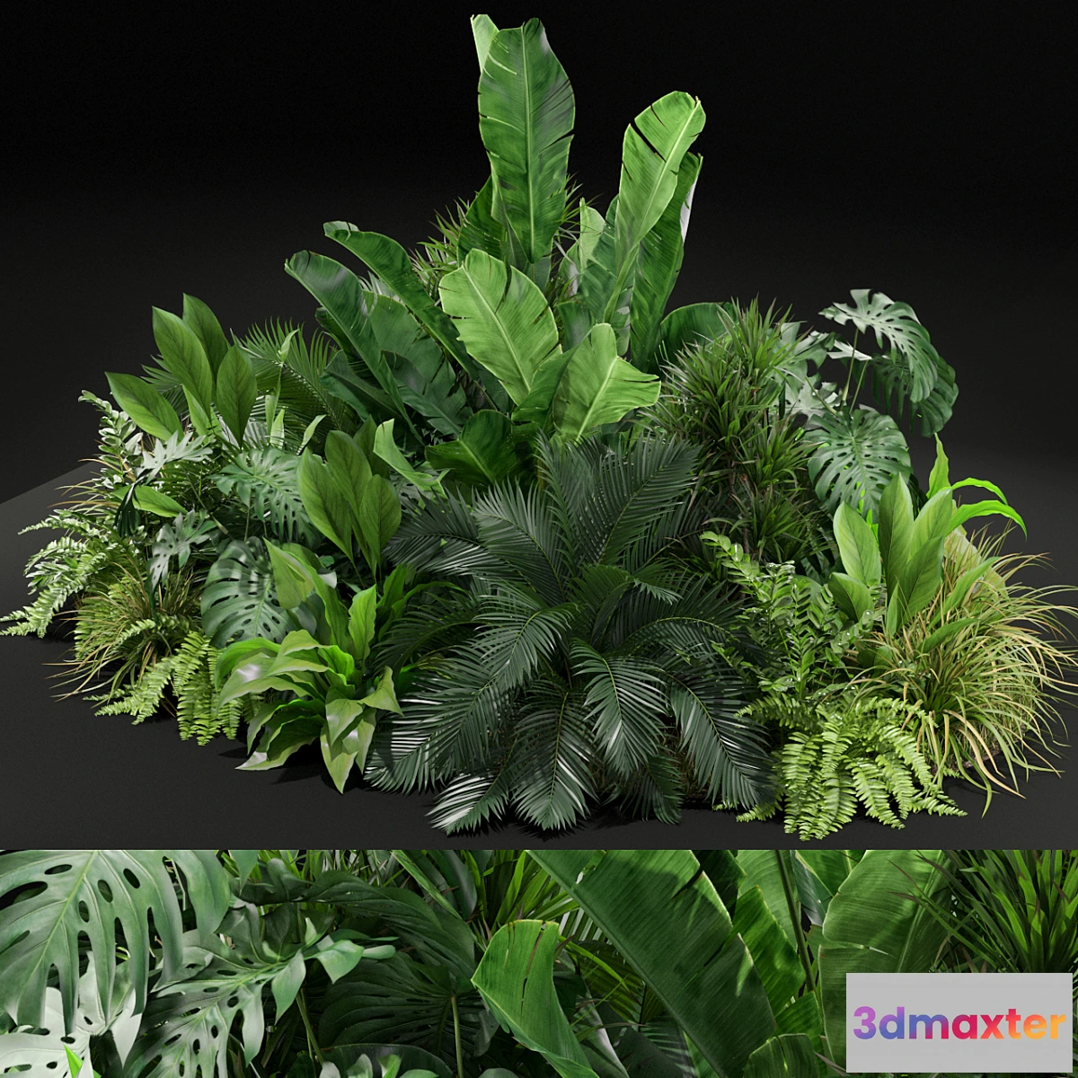 714146 - Plants collection 445 - No.2