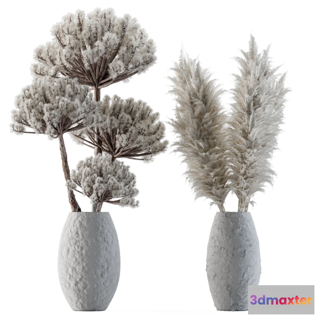 714150 - Dry plants 22 - Big Pampas asteroid Pot - No.2