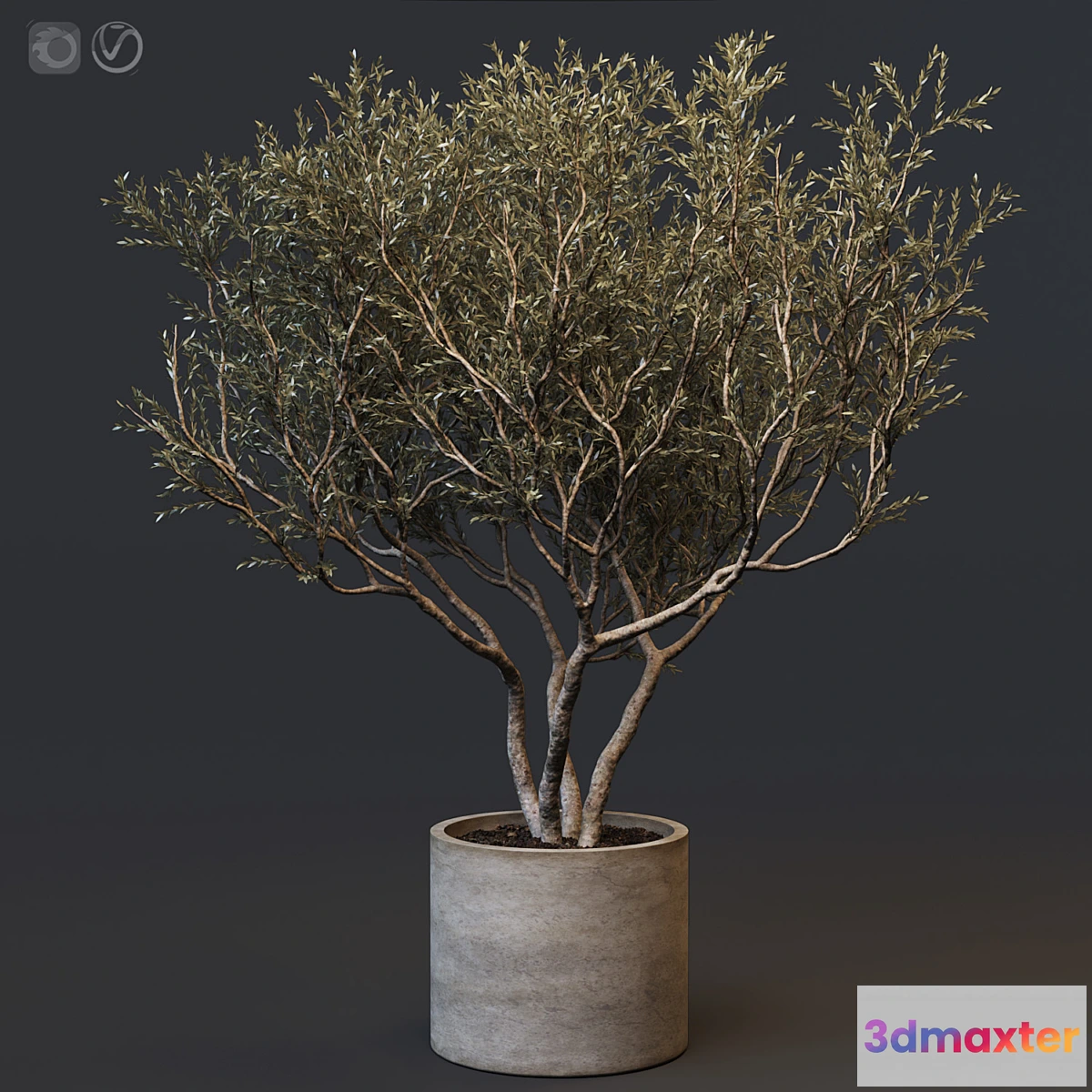714250 - Plant set 02 - European olive - No.2