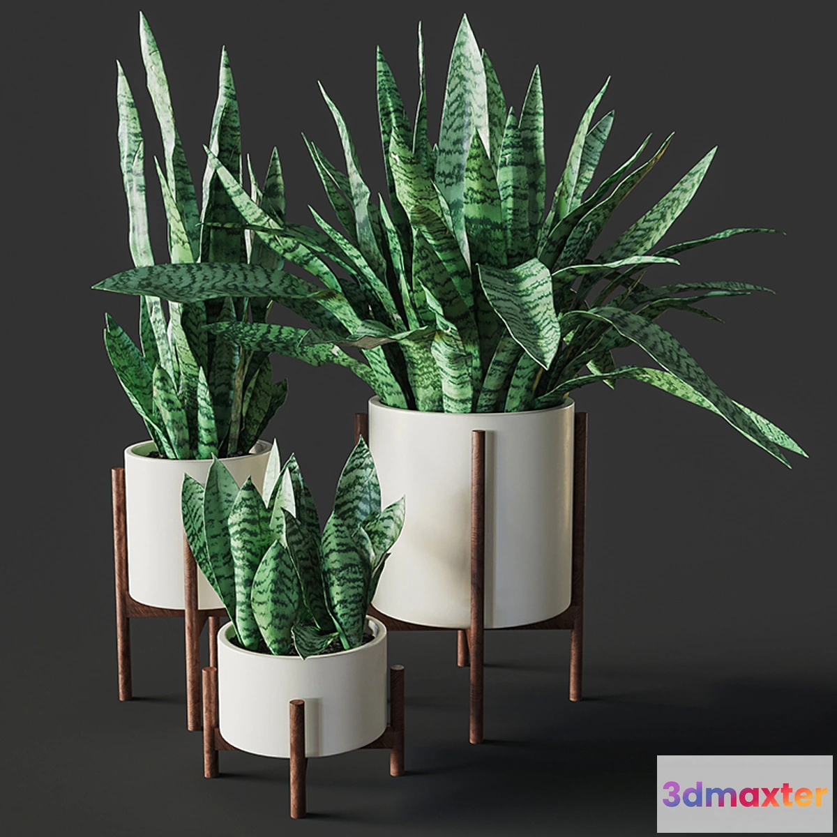 714264 - Sansevieria 2 - No.4
