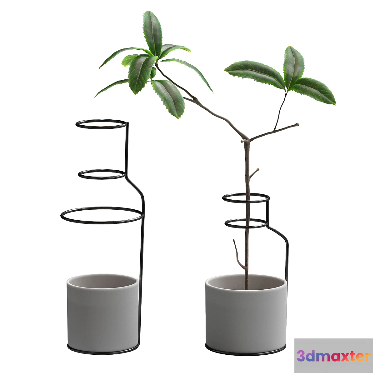 714266 - Plant in wire pots - No.2