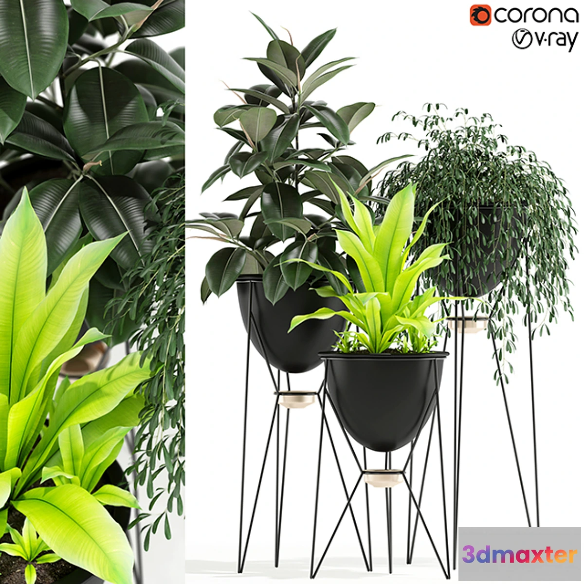 714268 - Plants collection 141 MADRE SELVA GRANDE - No.2