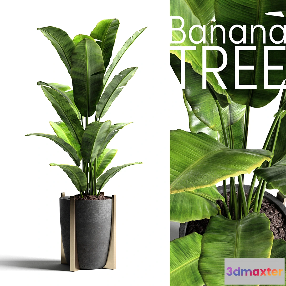 714276 - Banana tree 2 - No.2