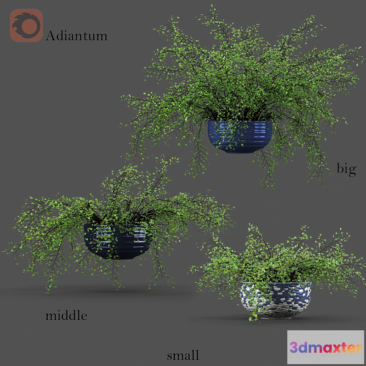 714304 - Adiantum or Venus Hair - No.2