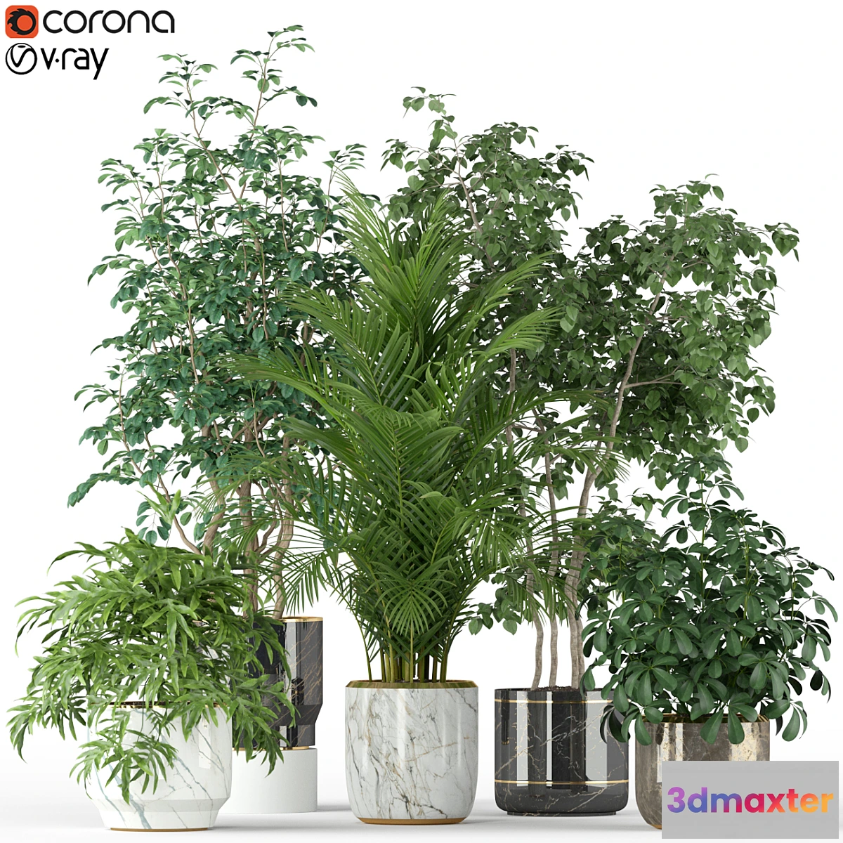 714354 - Plants collection 204 - No.2