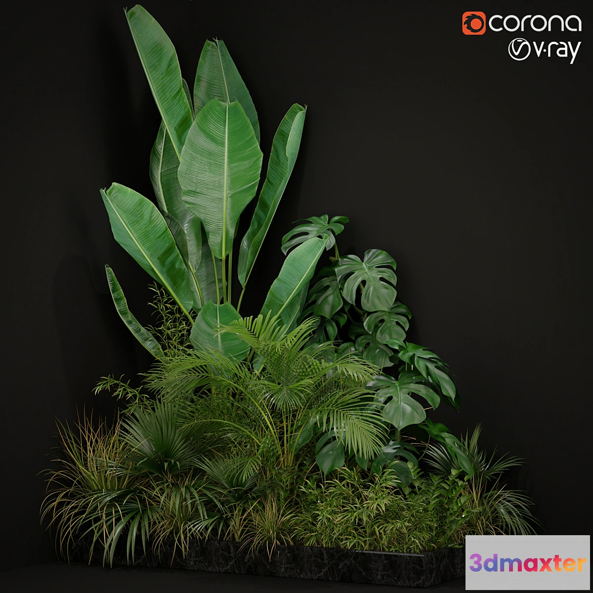 714360 - Plants collection 196 - No.2