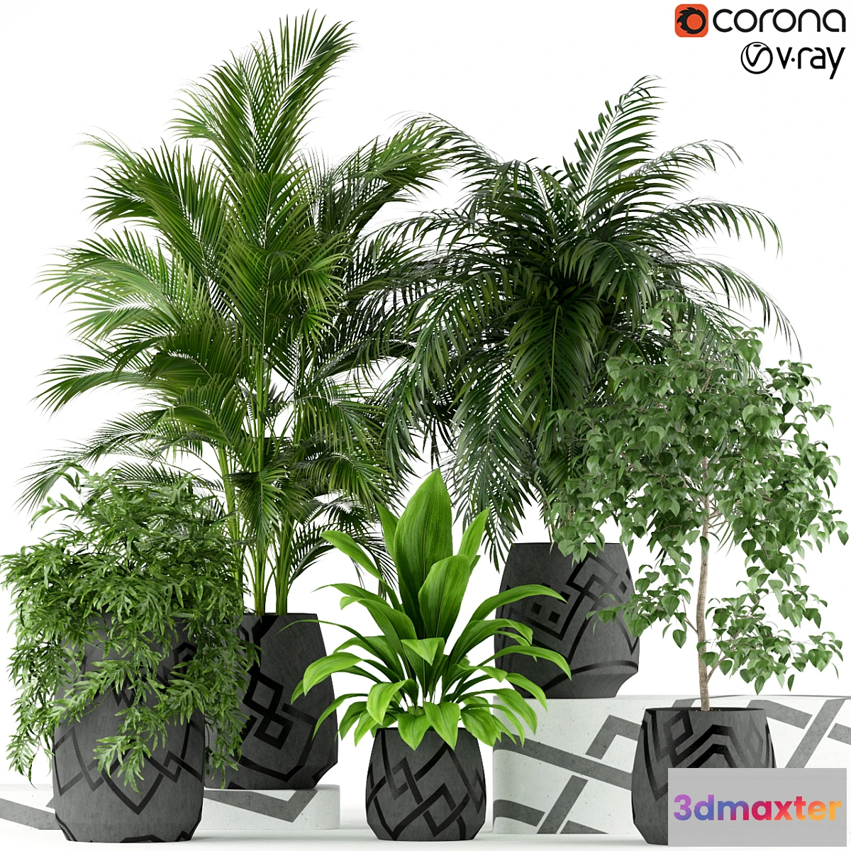 714368 - Plants collection 195 - No.2