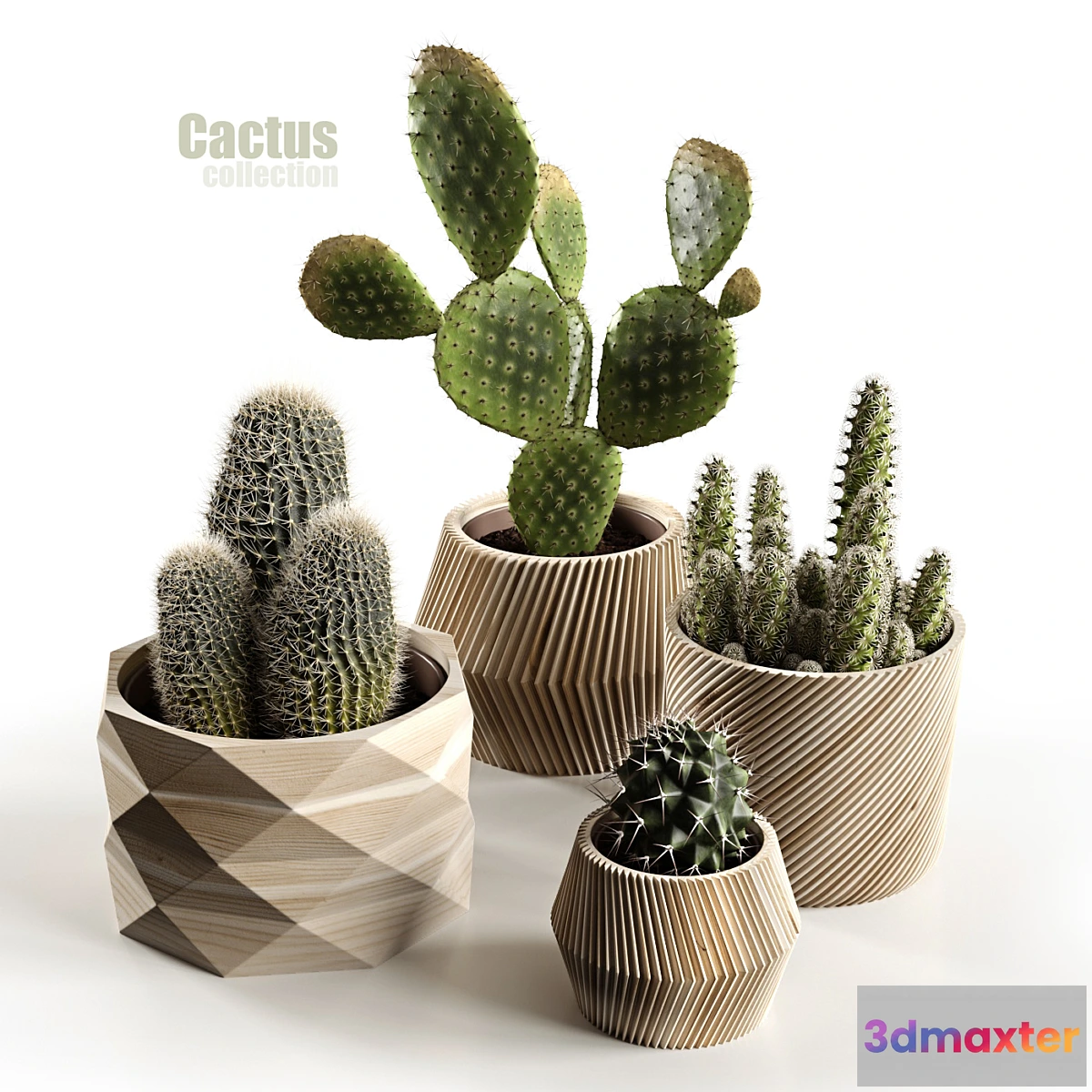 714370 - Cactus collection - No.2