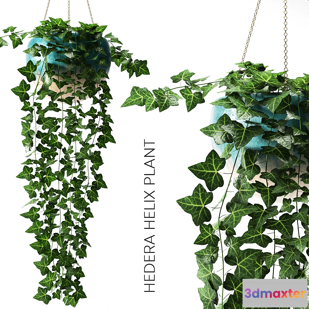 714372 - hedera helix plant - No.2