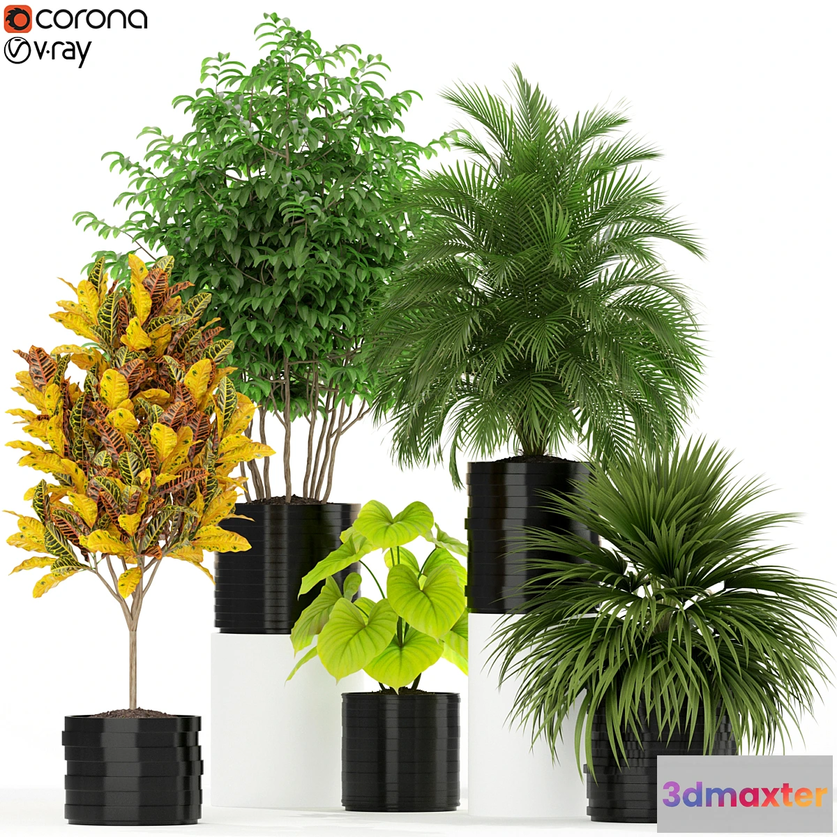 714374 - Plants collection 183 - No.2