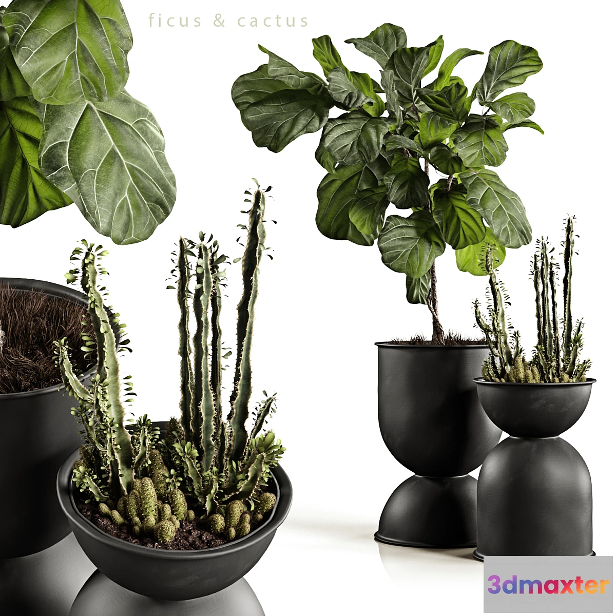 714394 - Ficus and cactus - No.2