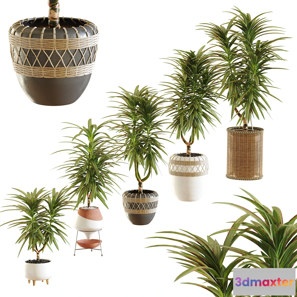 714410 - Collection of plants. Dracaena - No.2