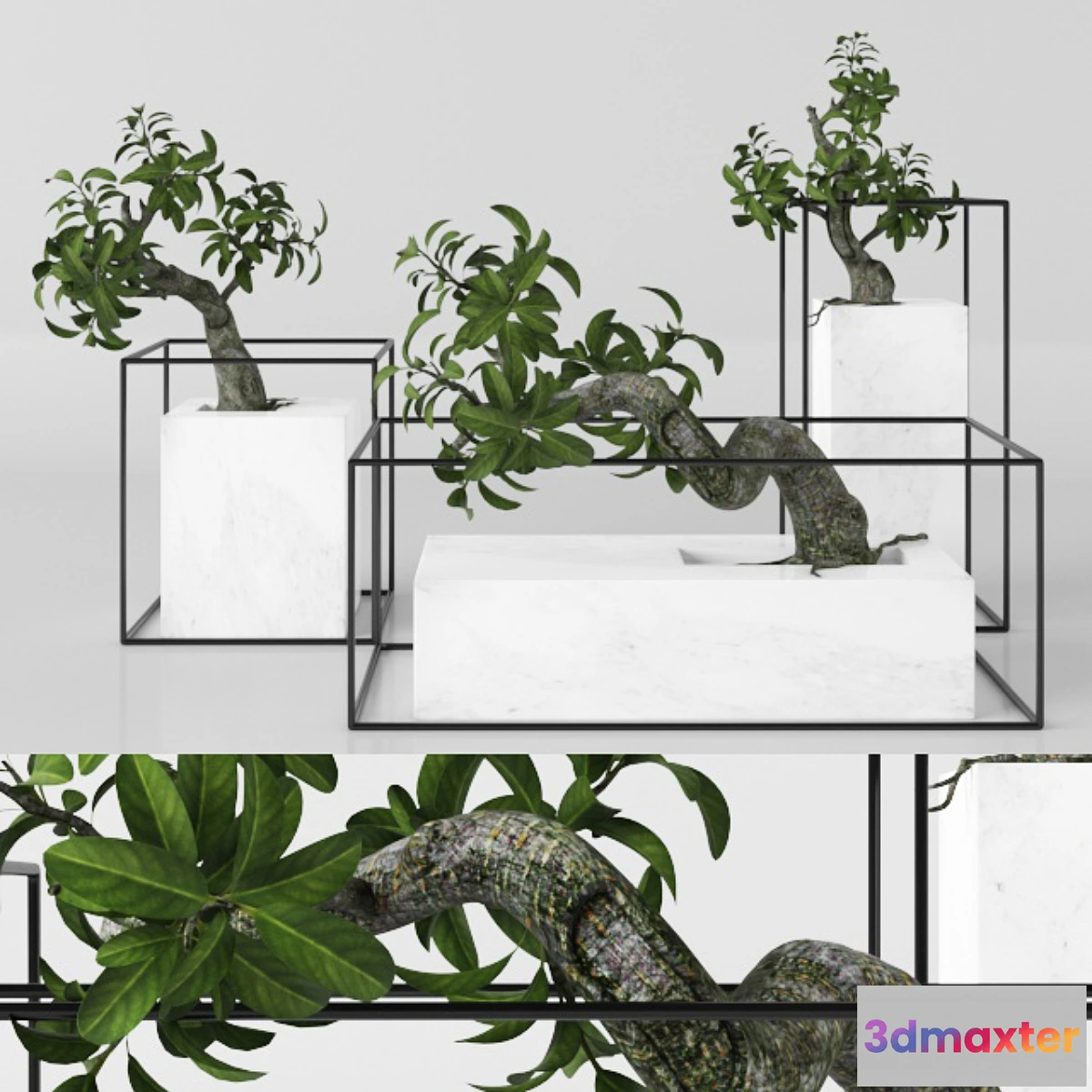 714414 - Plants tree 33 bonsai - No.2
