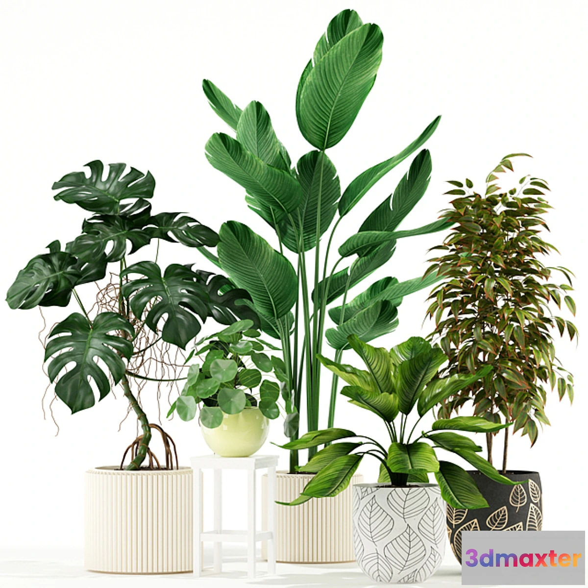 714420 - Plants collection 117 - No.2