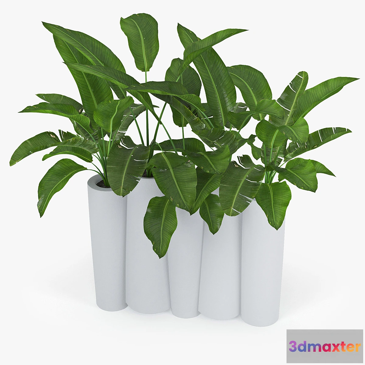 714428 - BAMBOO by Slide banana - No.3