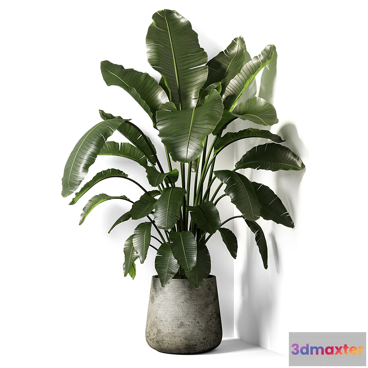 714438 - strelitzia plant 02 - No.3
