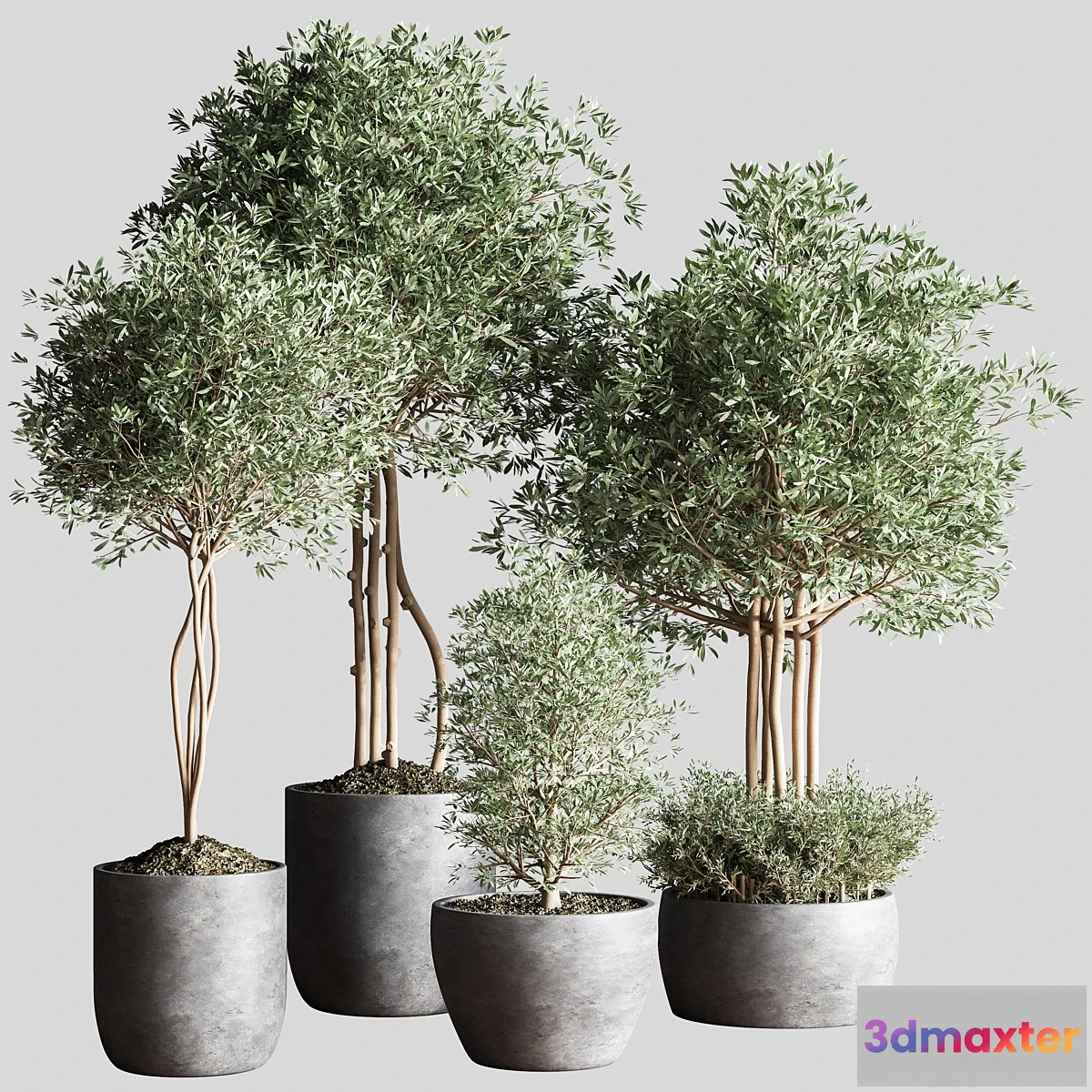 721190 - Indoor Plant Set12 - No.3