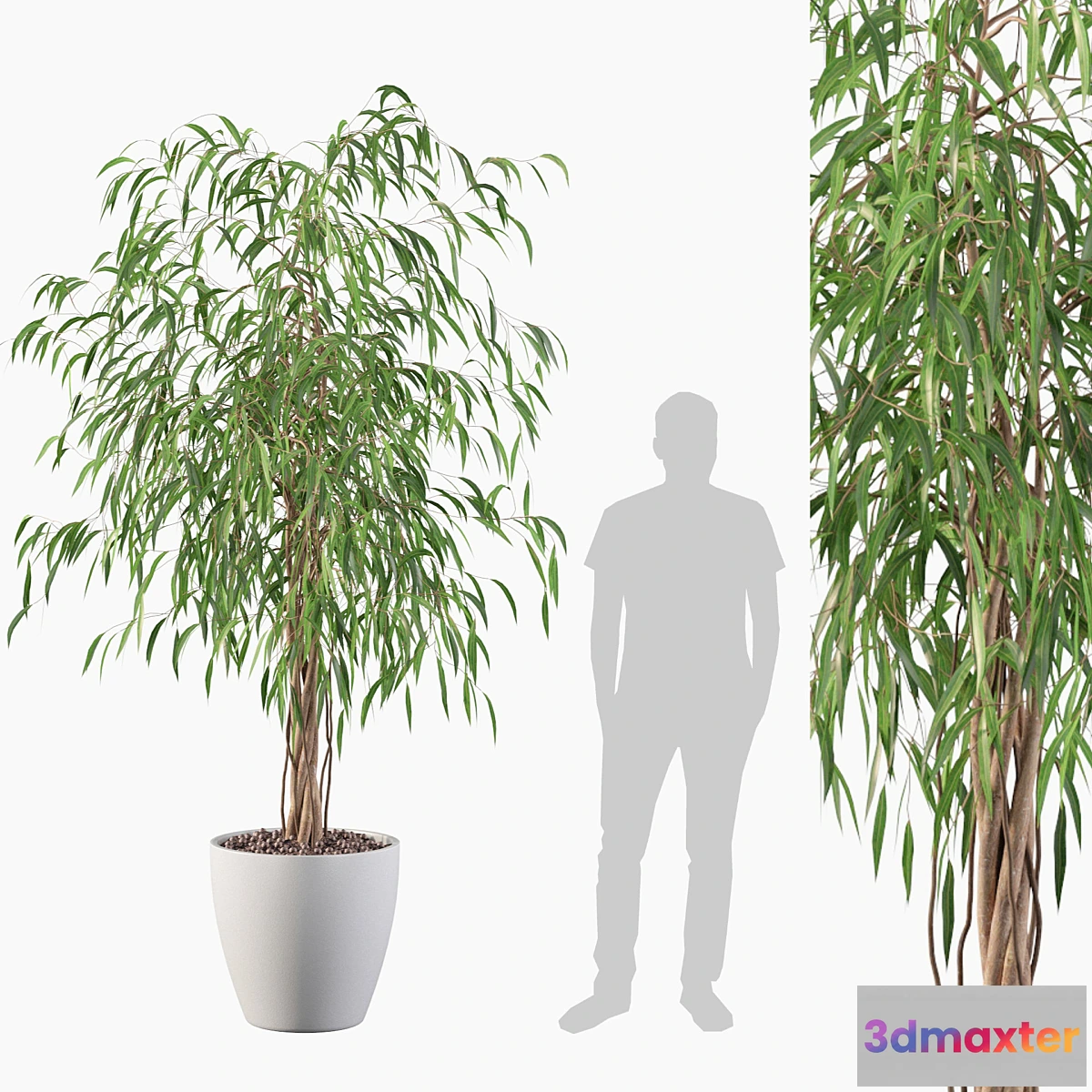 739217 - Plants collection 075 - ficus ali - No.2