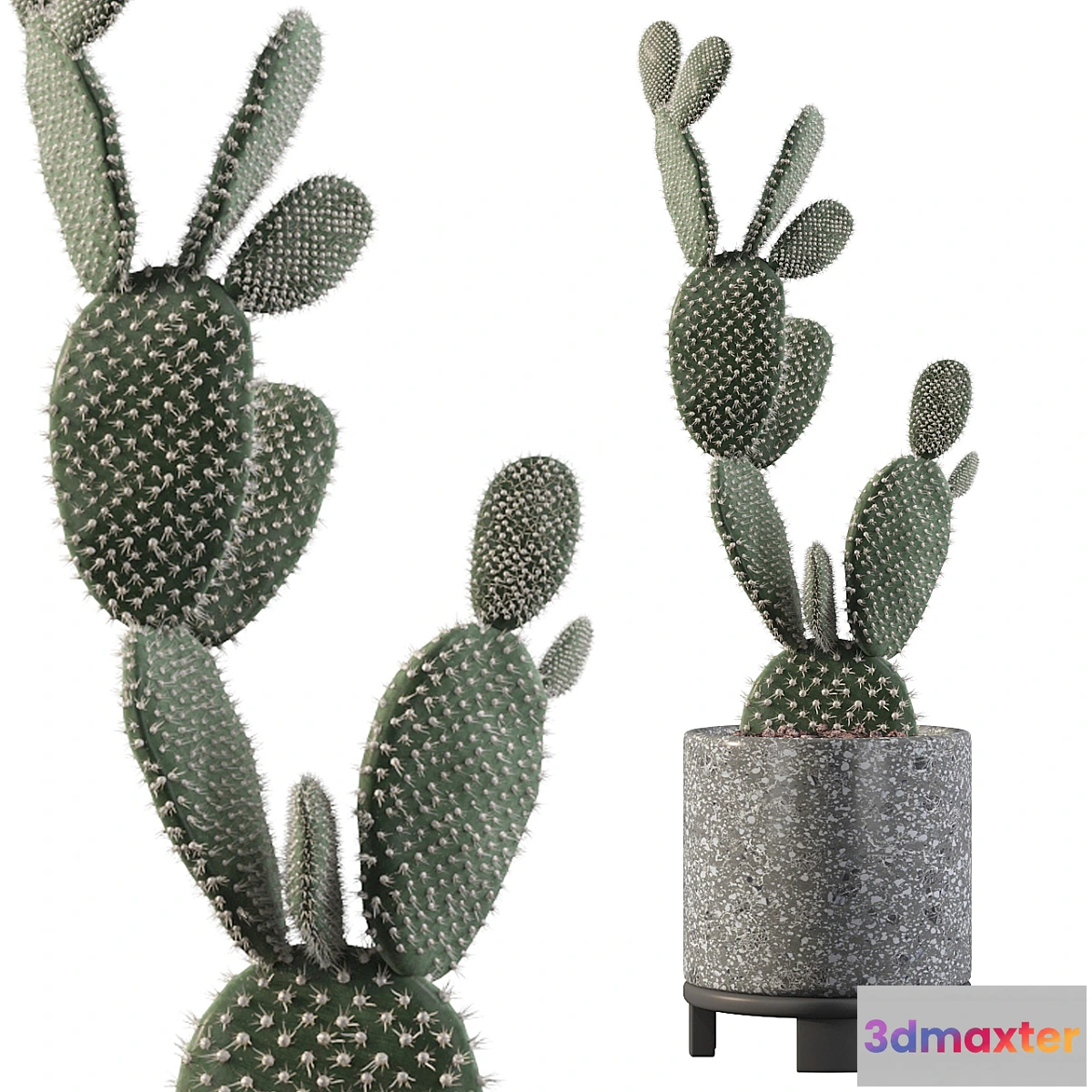 739229 - Plants collection 010 - Opuntia microdasys 01 - No.2