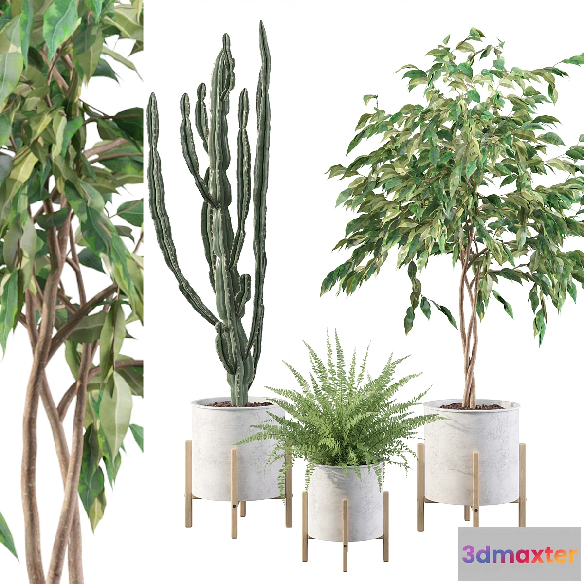 739241 - Plants collection 095 - No.2