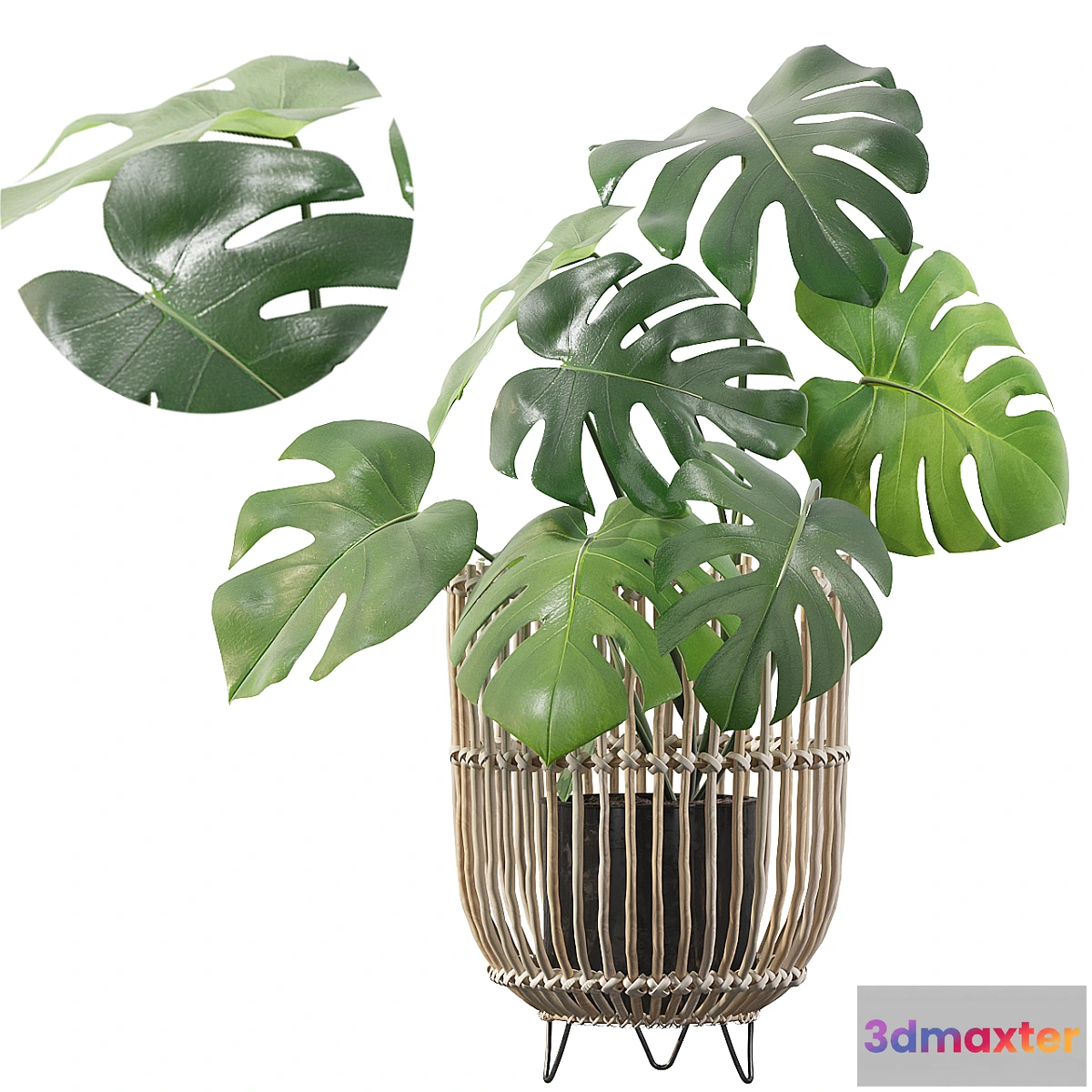 739261 - Plants collection 054 - Monstera 04 - No.2