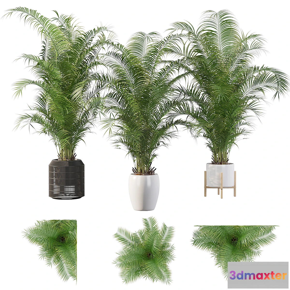 739283 - Plants collection 032 - Areca Palm Pack 1 - No.2