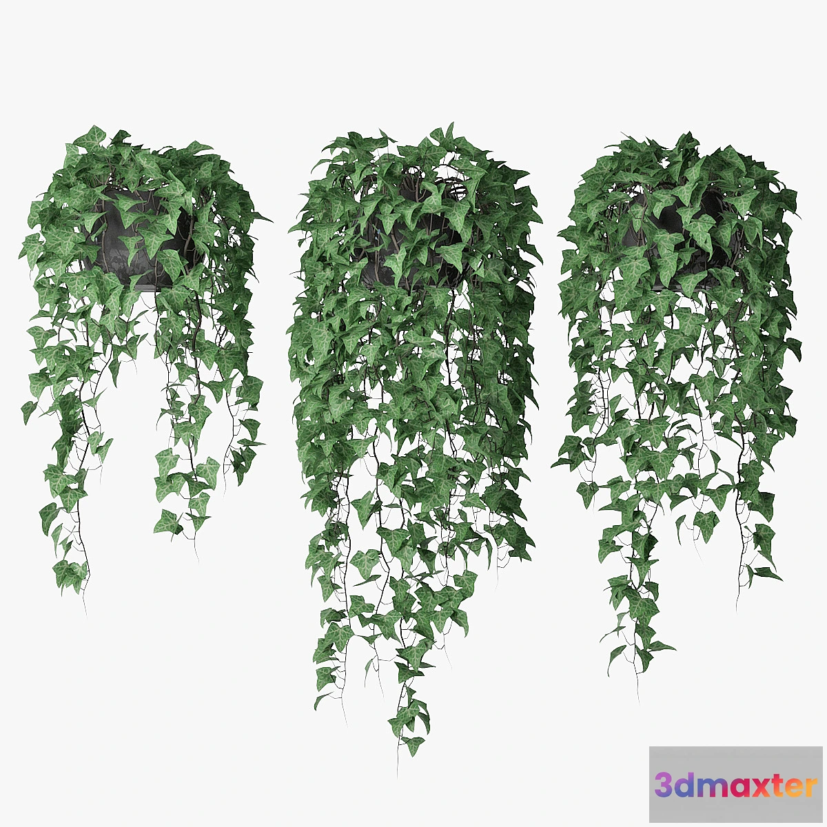 739305 - Ivy in pot 09 - No.2