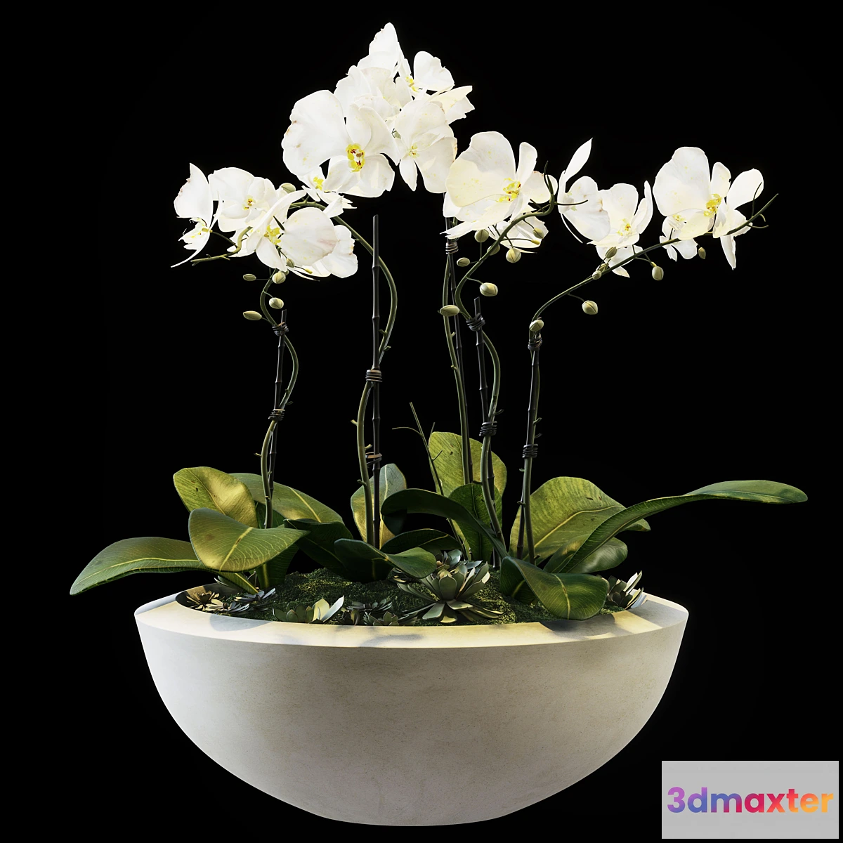 739319 - Flowers 05 - No.2