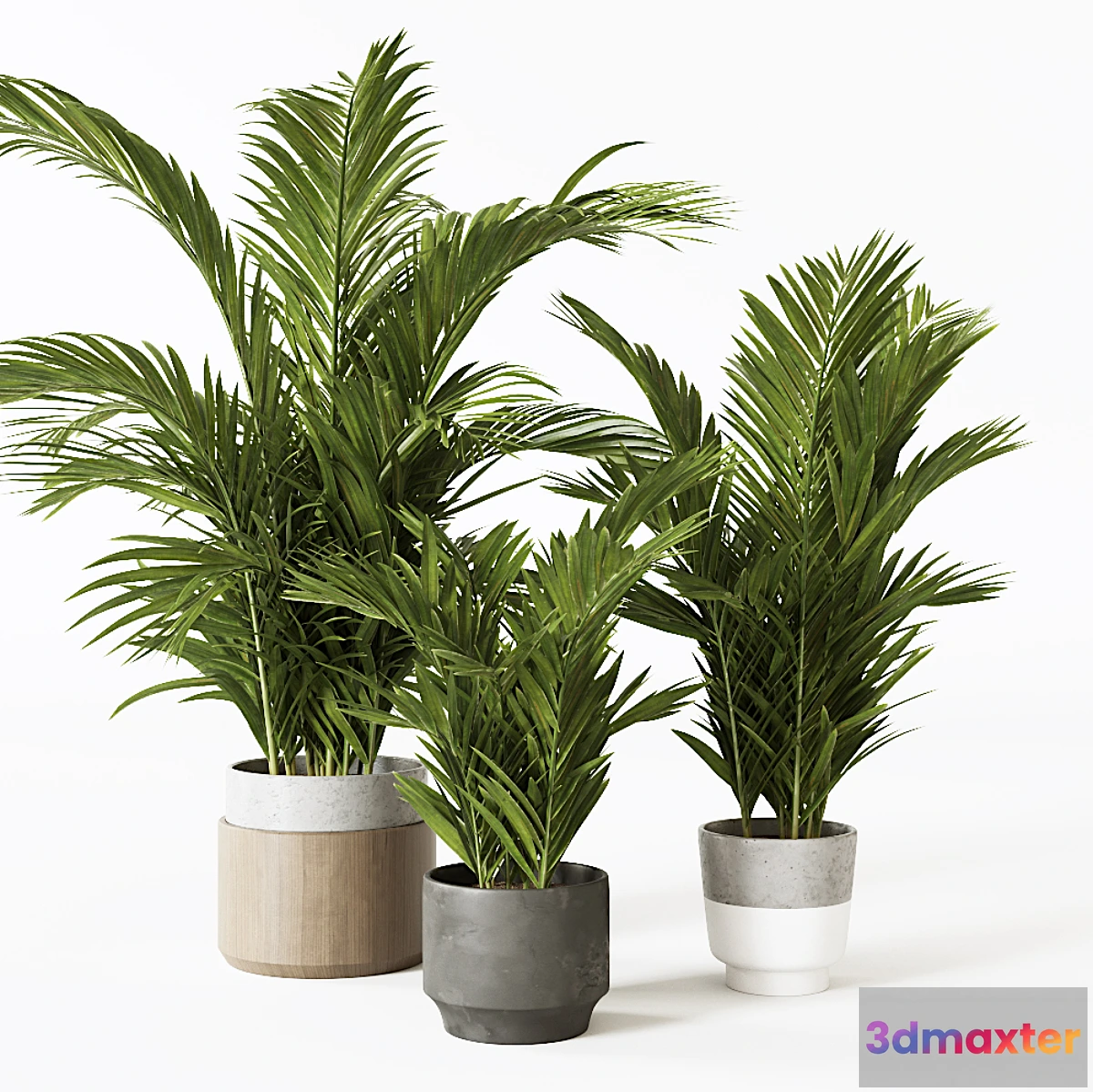 739337 - Palms - No.3