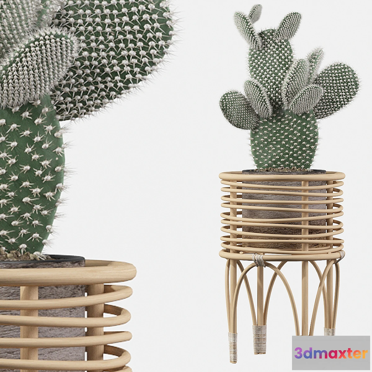 740995 - Plants collection 049 - Opuntia microdasys 04 - No.2