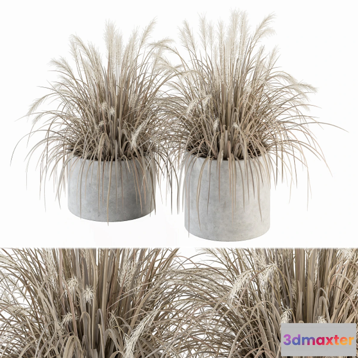 748895 - indoor Plant Set 251 - Dried Plants in pot