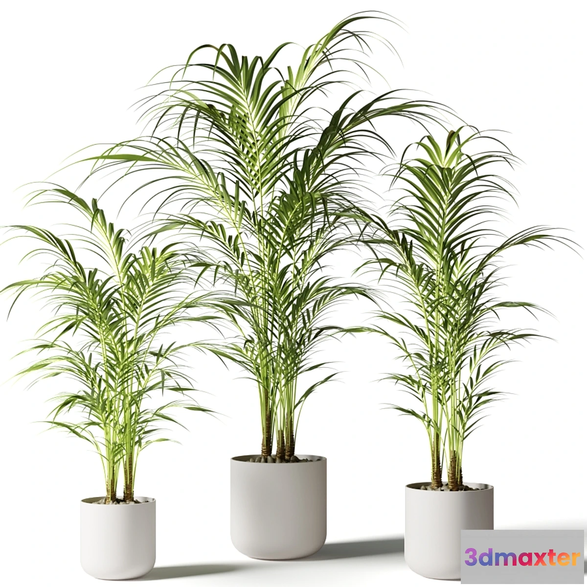 748901 - Houseplant palm KENTIA - No.2