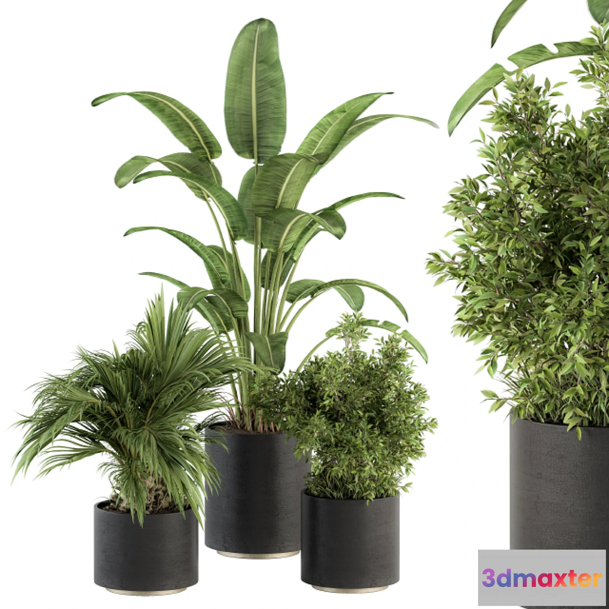 748903 - indoor Plant Set 243 - Plant Set in Pot