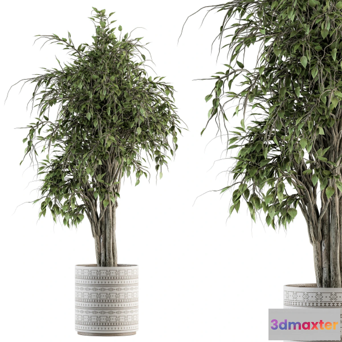 748915 - indoor Plant Set 266 - Ficus Benjamin Plant in pot - No.2