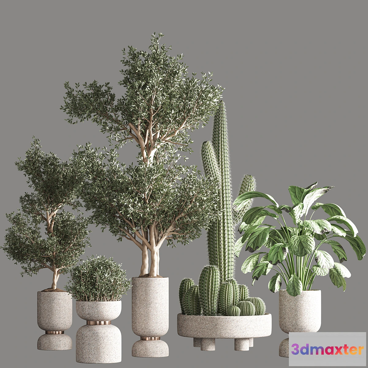 748959 - indoor plant set 26 - No.3